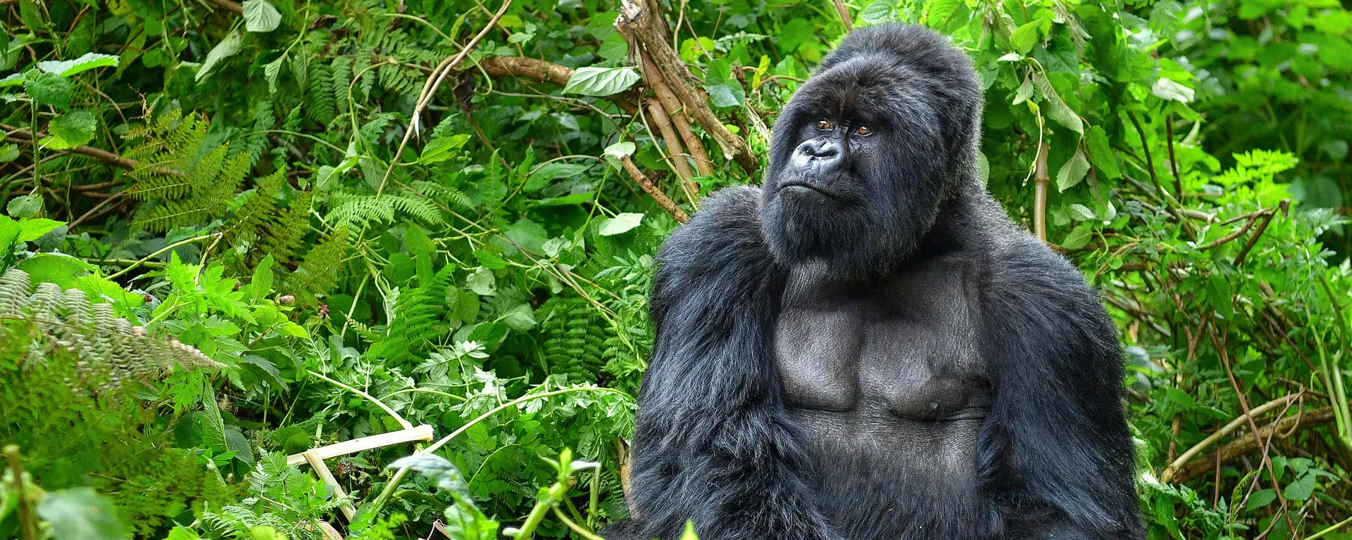 Bwindi Impenetrable National Park
